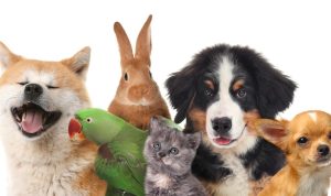 Pet wearable revolutionizing pet care and safety Pet wearable revolutionizing pet care and safety