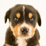 Dog Wearables Transforming Pet Care For The Better