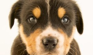 Dog Wearables Transforming Pet Care For The Better