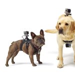 Wearable Technology For Dogs The Future Of Pet Care