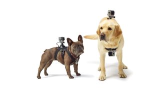 Wearable Technology For Dogs The Future Of Pet Care
