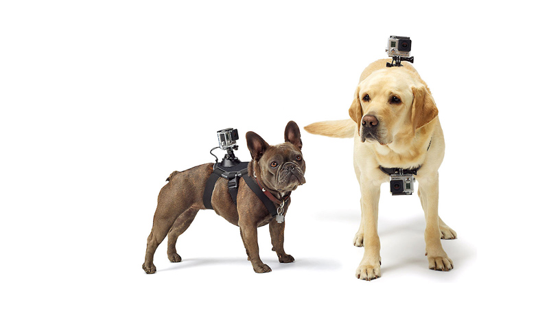 Wearable Technology For Dogs The Future Of Pet Care