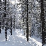 Snow Joe 24V-X2-SB18 Reviewing the Cordless Electric Snow Blower Performance