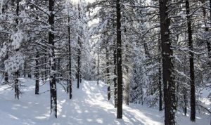 Snow Joe 24V-X2-SB18 Reviewing the Cordless Electric Snow Blower Performance