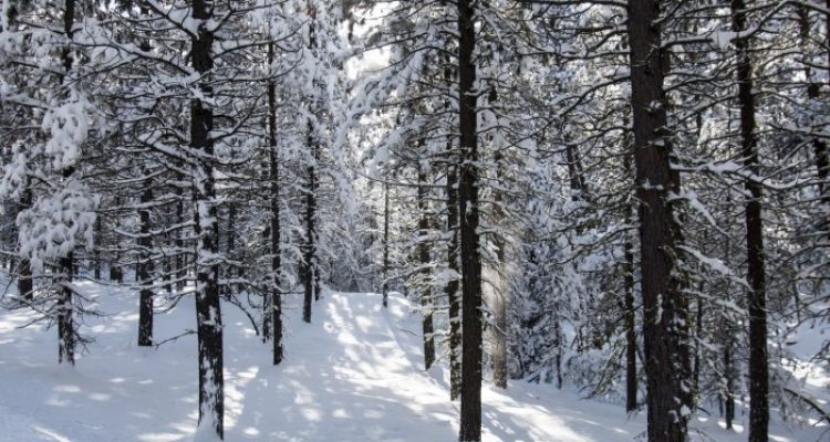 Snow Joe 24V-X2-SB18 Reviewing the Cordless Electric Snow Blower Performance