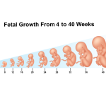 Babycenter Week By Week A Guide To Pregnancy Journey