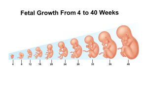 Babycenter Week By Week A Guide To Pregnancy Journey